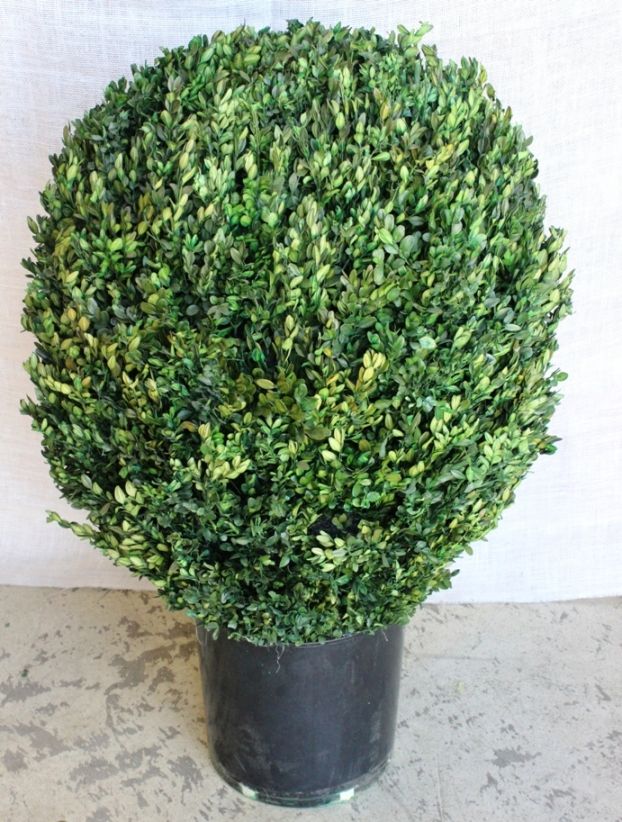 20" Boxwood Globe